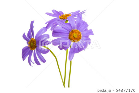senecio macrocephalus isolated senecio macrocephalus isolated 54377170