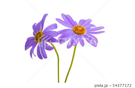 senecio macrocephalus isolated senecio macrocephalus isolated 54377172