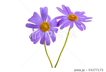 senecio macrocephalus isolated senecio macrocephalus isolated 54377173