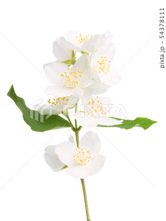 beautiful jasmine flower isolated 54378111