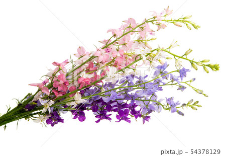 spring meadow flowers spring meadow flowers 54378129