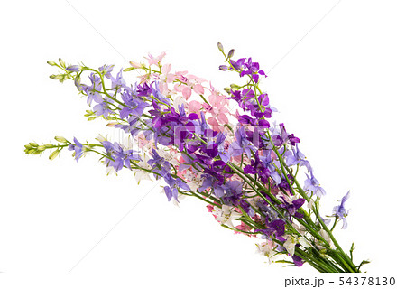spring meadow flowers 54378130
