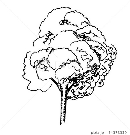 A vector pen and ink drawing of a tree on a white background, a design element A vector pen and ink drawing of a tree on a white background, a design element 54378339