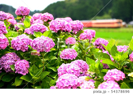 あじさい　いすみ鉄道 54378696