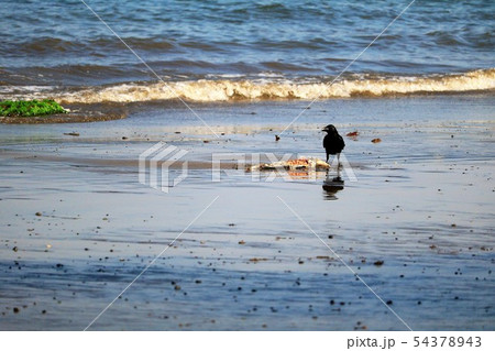 砂浜に打ち上げられた魚の死骸と鳥 54378943