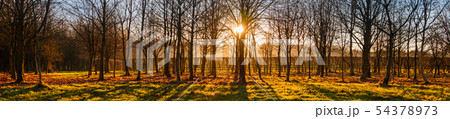 Sunset or Sunrise Through TreesPanorama Web Banner 54378973