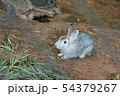 Rabbit grey color feeding on the floor 54379267