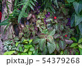 Leaves, tropical forest natural background 54379268