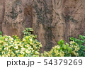 Green leaves on brown rock background 54379269