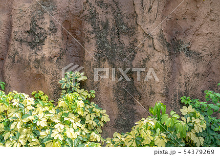 Green leaves on brown rock background Green leaves on brown rock background 54379269