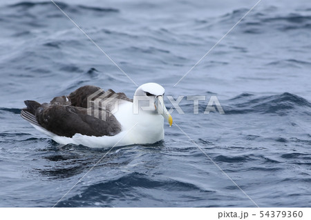 White-capped Albatross, T. steadi, at sea White-capped Albatross, T. steadi, at sea 54379360