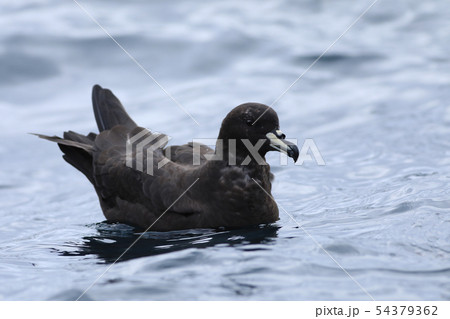 Westland Petrel, Procellaria westlandica, at sea Westland Petrel, Procellaria westlandica, at sea 54379362