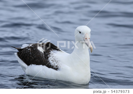 Southern Royal Albatross, D. epomophora, at sea 54379373