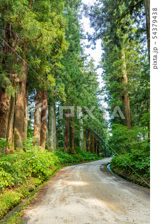 日光杉並木（栃木県） 54379438