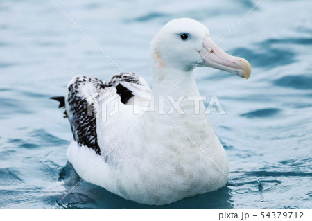 Gibson's Wandering Albatross, Diomedea exulans 54379712