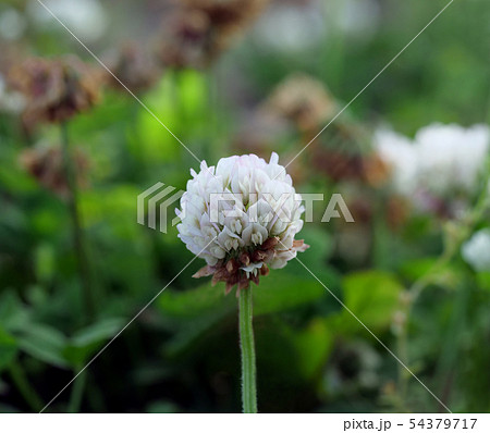 白い花 白い花 54379717