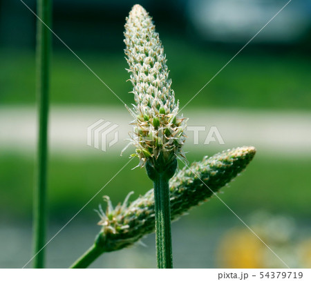 植物 植物 54379719