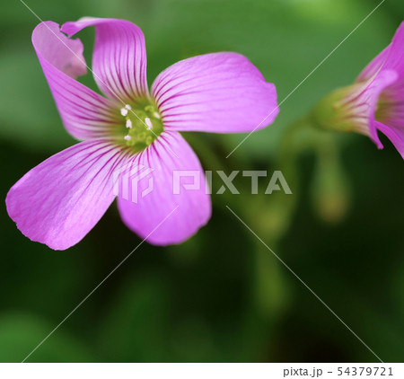 ピンク色の花 ピンク色の花 54379721