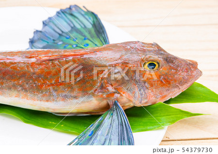 ホウボウ 54379730