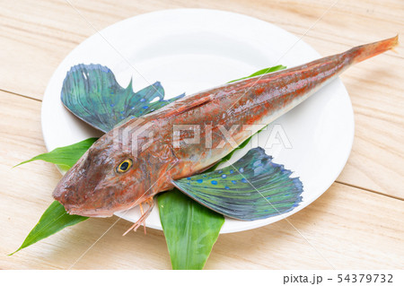 ホウボウ 54379732