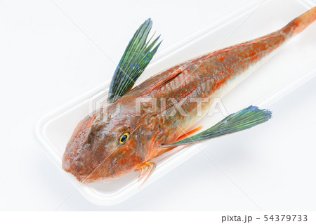 ホウボウ 54379733