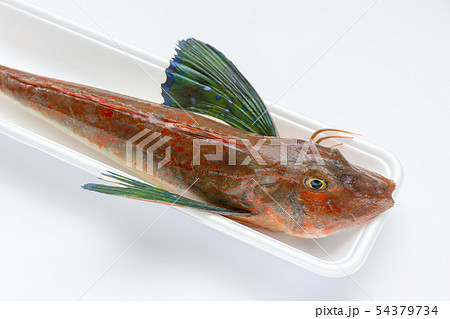 ホウボウ 54379734