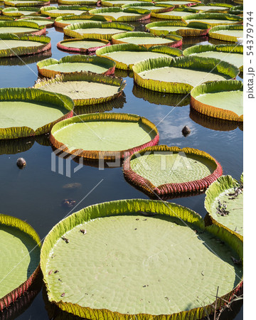 Large Victoria lotus. Large Victoria lotus. 54379744