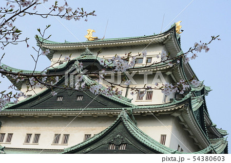 名古屋城と桜　4月　春 54380603