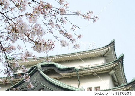 名古屋城と桜　4月　春 54380604