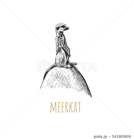 Meerkat Vector Illustration のイラスト素材