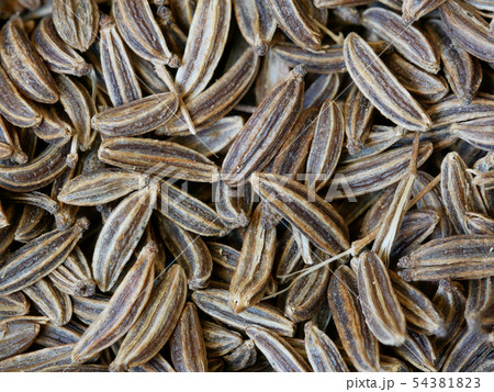 Close-up of Caraway Seeds, Carum carvi Close-up of Caraway Seeds, Carum carvi 54381823