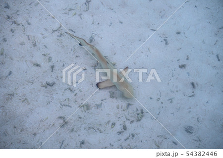 Sharkswam to shore to enjoy a delicious meal 54382446