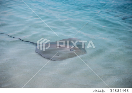 Stingray swam to shore to enjoy a delicious meal 54382448