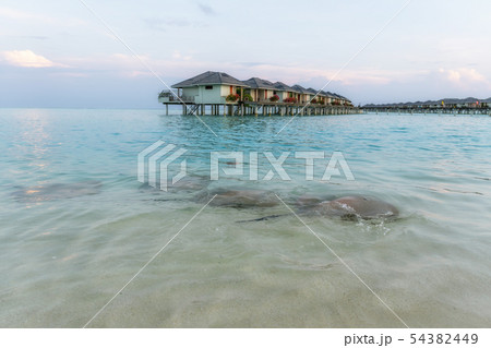 Stingrays swam to shore to enjoy a delicious meal 54382449