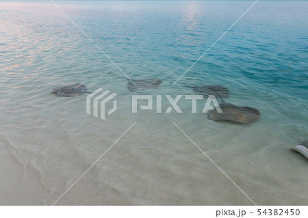 Stingrays swam to shore to enjoy a delicious meal 54382450