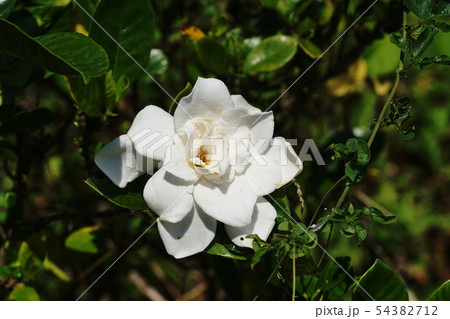クチナシ　 Gardenia 54382712