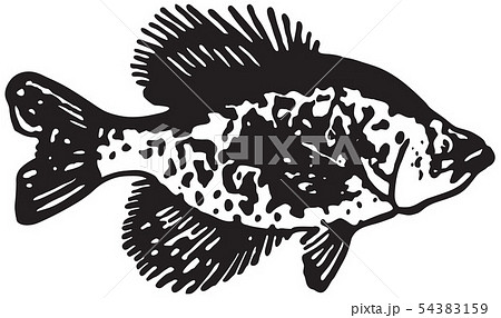 Flounder Fish 54383159