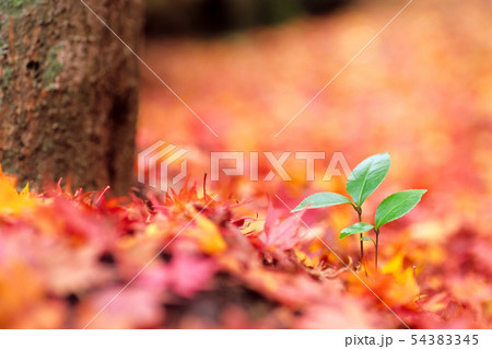 紅葉の中に萌え 54383345