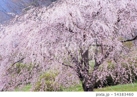 絢爛たる枝垂れ桜 絢爛たる枝垂れ桜 54383460