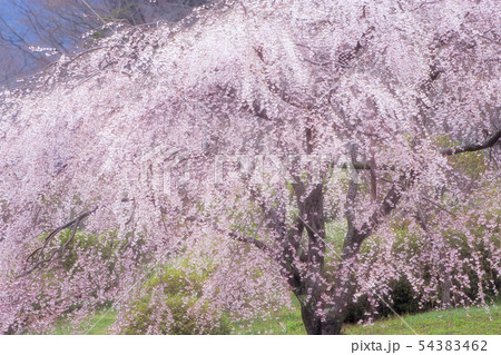 絢爛たる枝垂れ桜 絢爛たる枝垂れ桜 54383462