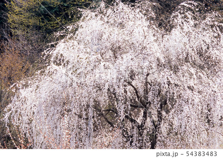 山中の枝垂れ桜 山中の枝垂れ桜 54383483