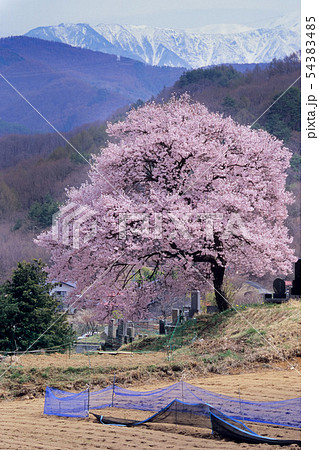 高遠の桜 高遠の桜 54383485