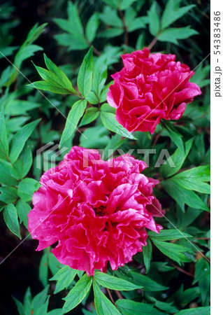 赤い牡丹 54383486