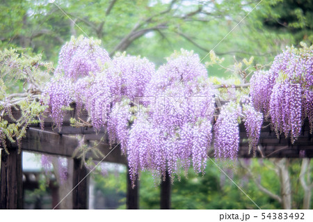 まどろみの藤 まどろみの藤 54383492