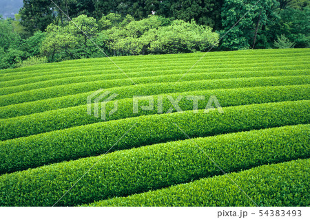 五月の茶畑 五月の茶畑 54383493