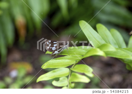 オオシロモンセセリ 54384215