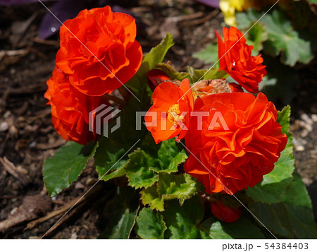 華やかな花の写真素材