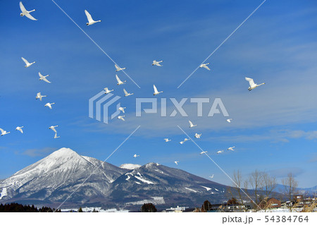 猪苗代のハクチョウ 54384764