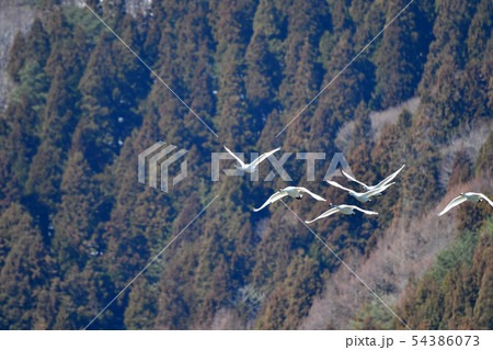 猪苗代湖の白鳥 猪苗代湖の白鳥 54386073