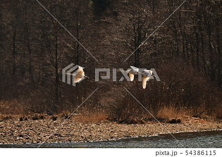 猪苗代湖の白鳥 54386115